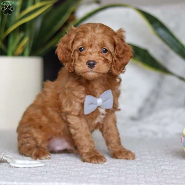 Riley, Cockapoo Puppy